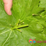 Close up view of how the leaves are stacked.
