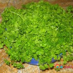 3 bunches curly leaf parsley.