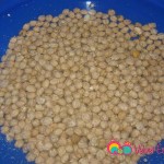 Dry garbanzo beans are soaked overnight.