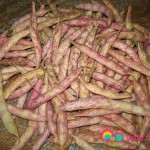 Cranberry beans.